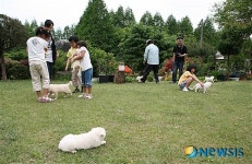 6월의 가볼만한 곳-경기 안성 풍산개 마을 풍산개와 함께