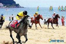 이색 해운대 경주마 해변경주·승마체험 상품 등장