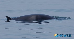 수산과학원, 동해서 밍크고래 떼 관찰