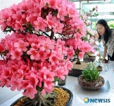 화려함의 극치, 철쭉의 계절!