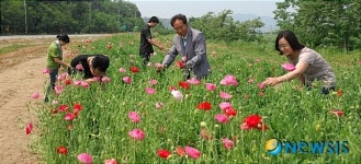 공주 양귀비 꽃, 신풍면 산정리 도로변 일대 장관