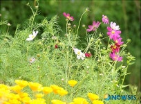 코스모스가 핀 심악산 돌곶이 꽃축제장