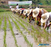 푸른환경 조성 농업체험 모내기 작업
