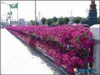 청양 주요 관문 꽃으로 화사