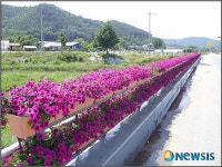 청양 주요 관문 꽃으로 화사