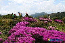 <송기자 여행사진>철쭉 향기 따라 이어지는 산행