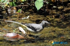 개울 건너는 노랑할미새