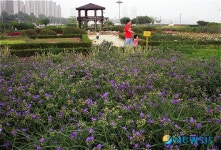 달개비꽃 활짝 핀 한강공원