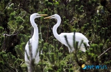 사랑나누는 백로