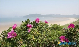 태안 신두리 해변, 해당화 활짝