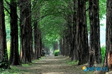 곧게 뻗은 메타세쿼이아 길 따라