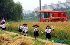 보리밭 사이 길로
