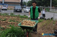 구르마로 감자나르는 동두천시 공무원