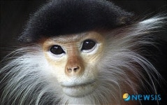 음력 5·6·8월 원숭이띠, 오 노 까망·빨강