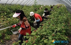 탱글탱글한 고창복분자