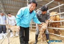 쌍둥이 송아지 쓰다듬는 유상곤 서산시장