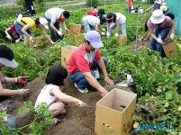 이천 자채방아마을에서 감자캐요