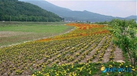 희망프로젝트 지역 청정이미지 조성 한몫