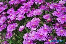 동해시 주요도로변에 4개절 꽃 식재