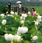 주남저수지 연꽃단지에 활짝 핀 연꽃