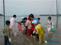 건강의 섬 완도서 개매기 바다체험행사