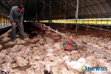 물폭탄 맞은 양계장...닭 5만5천수 폐사