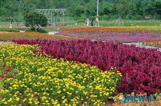 꽃들이 만발한 천사섬 분재공원