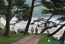 송림이 울창한 자은도 분계해수욕장