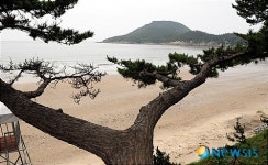 송림이 어우러진 분계해수욕장