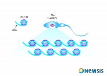 씨없는 남성 희망, 희소정자증 원인규명