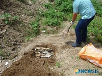 예당저수지 물고기 떼죽음..축산분뇨 원인