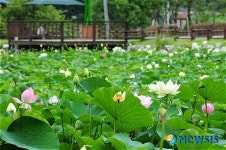 선암수변공원을 수 놓은 연꽃