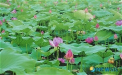 연꽃 보러 도새울마을로 오세요
