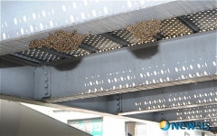 서울 중부소방서 도심지 벌떼 제거