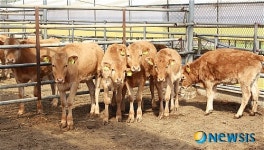 단풍미인한우 송아지위탁 고수익 사업 뜬다