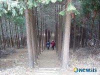 편백나무로 울창한 고성 갈모봉 산림욕장