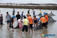 신비한바닷길축제 독살체험 즐기는 관광객들