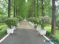 나주 메타세콰이아길에서 무궁화 전시회