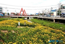 충주 교현천 루드베키아 ‘활짝’