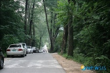 8월의 가볼만한곳-서삼릉 들어가는 은사시나무길