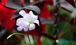 허브의 천국 허브아일랜드