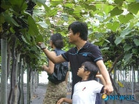 이게 거제 둔덕포도야