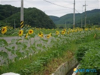 명석면 광제산 일대 해바라기의 유혹