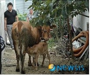 집나간 송아지 찾아준 경찰