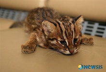 양구 대암산서 탈진한 생후 1개월 삵 구조