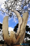 <송기자 여행사진>예산 백송
