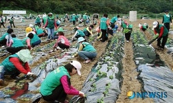 새마을운동 창원시지회 사랑의 배추밭 조성