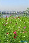 가을 맞는 노을공원 코스모스