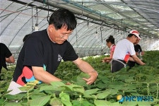 충남 금산, 인삼이어 깻잎 주산지 명성
