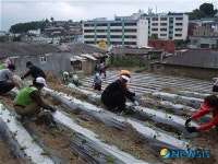 진주시 옥봉동, 사랑나눔 김장배추 심기